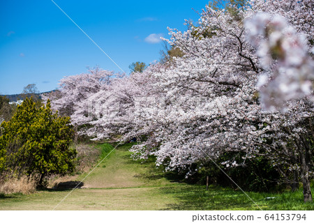 Cherry blossoms in full bloom and blue sky 64153794