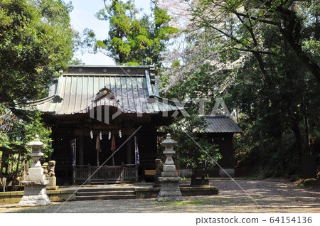 Chigasaki City Koshikake Shrine and cherry blossoms Chigasaki City Koshikake Shrine and cherry blossoms 64154136
