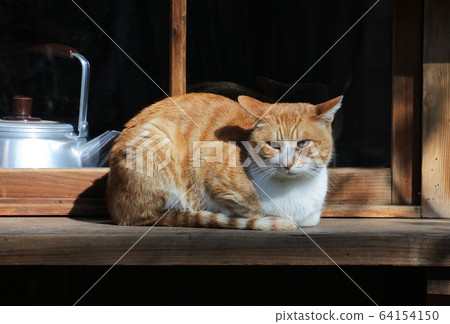 棕白色貓脾氣暴躁的臉 64154150