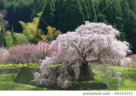 河北櫻花盛開 64154151