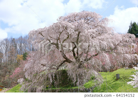 河北櫻花盛開 64154152