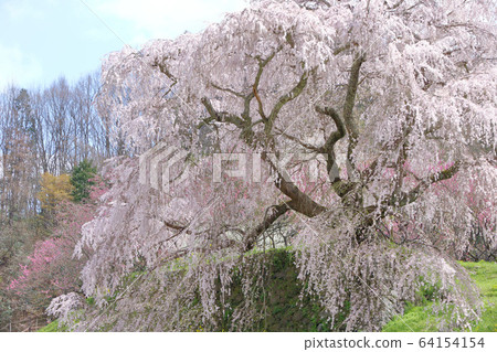 河北櫻花盛開 河北櫻花盛開 64154154