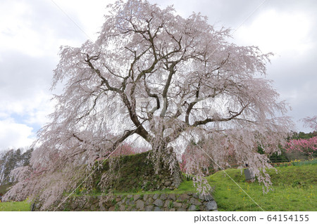 河北櫻花盛開 64154155