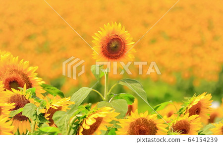 Sunflower field in full bloom 64154239