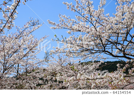 Tamai palace 64154554