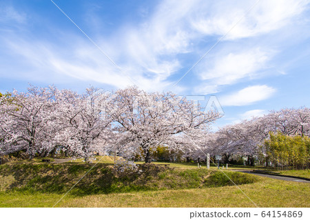 Kutsukake城堡廢墟櫻花 64154869