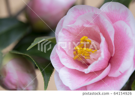 山茶花山茶花 64154926