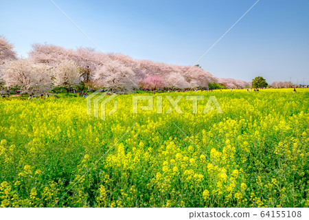 Sakitemon Gakudo Sakuratsumi in full bloom [Saitama] 64155108