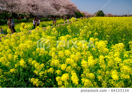 Sakitemon Gakudo Sakuratsumi in full bloom [Saitama] 64155134