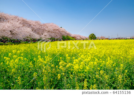 Sakitemon Gakudo Sakuratsumi in full bloom [Saitama] 64155136