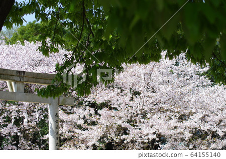 Nariai Tenmangu Torii and cherry blossoms Nariai Tenmangu Torii and cherry blossoms 64155140