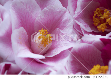 Camellia camellia Camellia camellia 64155180