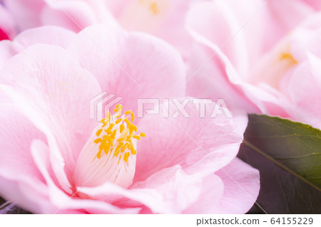 山茶花山茶花 64155229