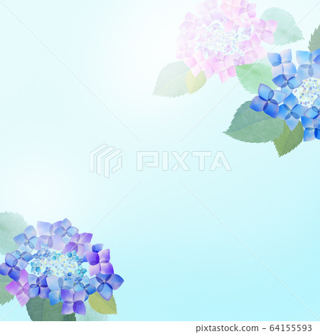 Background-hydrangea-rainy season Background-hydrangea-rainy season 64155593