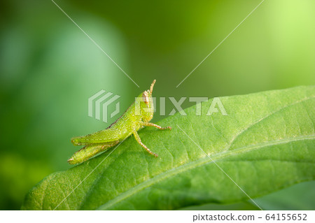 Grasshopper on green leaf in organic farm. Closeup and copy space. Integrity of natural environment. 64155652