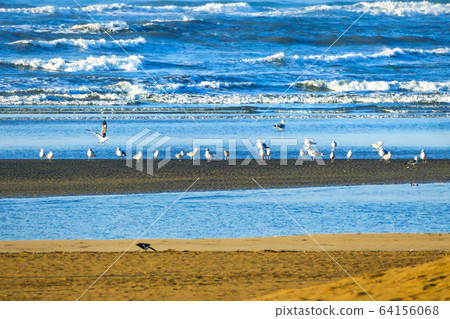 Seagull and sea Seagull and sea 64156068