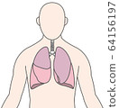Person lungs illustration 64156197