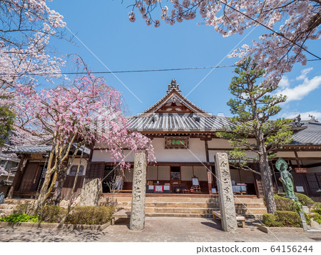 Arima Onsen where cherry blossoms are in full bloom Arima Onsen where cherry blossoms are in full bloom 64156244