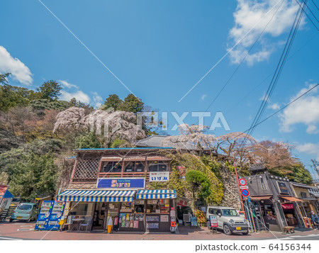 Arima Onsen where cherry blossoms are in full bloom Arima Onsen where cherry blossoms are in full bloom 64156344