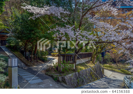 Arima Onsen where cherry blossoms are in full bloom Carbonated Izumihara Park Arima Onsen where cherry blossoms are in full bloom Carbonated Izumihara Park 64156388