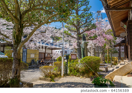 櫻花盛開的有馬溫泉 櫻花盛開的有馬溫泉 64156389