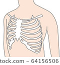 Ribs illustration 64156506
