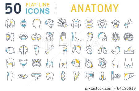 Set Vector Line Icons of Anatomy Set Vector Line Icons of Anatomy 64156619