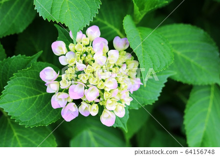 Hong hydrangea (hydrangea) begins to bloom 64156748