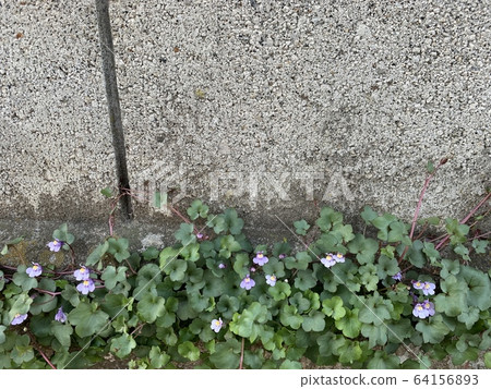 Little violet flowers 64156893