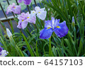 花信藍色 64157103