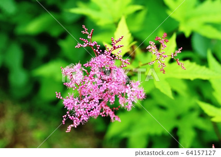 Kyouganoko (Kyoko) begins to bloom Kyouganoko (Kyoko) begins to bloom 64157127