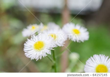 Halgion flower_close-特寫 Halgion flower_close-特寫 64157145