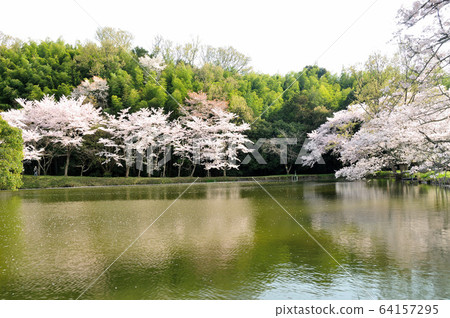內山榮治寺遺址的櫻花 內山榮治寺遺址的櫻花 64157295
