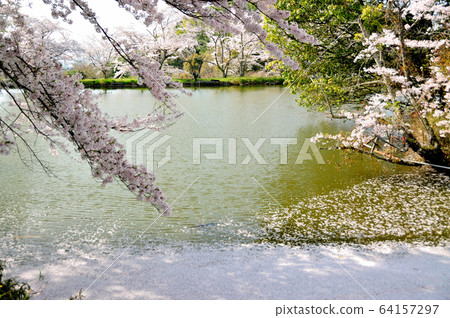Sakura at the site of Uchiyama Eiji Temple 64157297