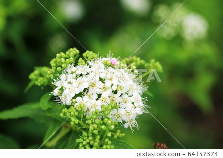 Shimotsuke (Shimono) begins to bloom 64157373