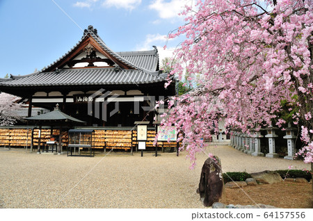 Abe 's cherry blossom at the main hall Abe 's cherry blossom at the main hall 64157556