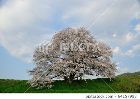 Great cherry blossoms at Ikusaka Pond 64157988