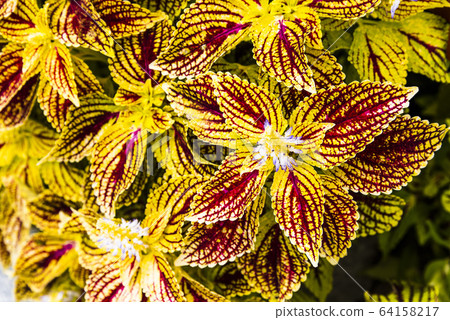 Close up of Coleus leaves (Painted nettle,Flame nettle) Close up of Coleus leaves (Painted nettle,Flame nettle) 64158217