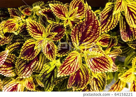 Close up of Coleus leaves (Painted nettle,Flame nettle) Close up of Coleus leaves (Painted nettle,Flame nettle) 64158221