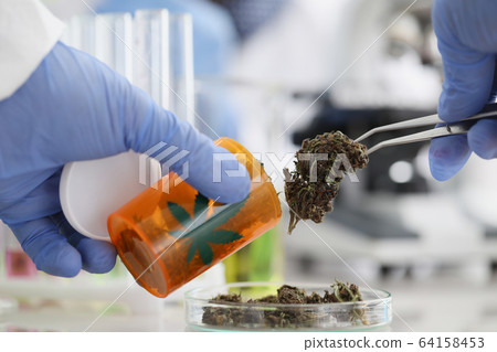 Gloved hands holding herbal marijuana with tongs Gloved hands holding herbal marijuana with tongs 64158453
