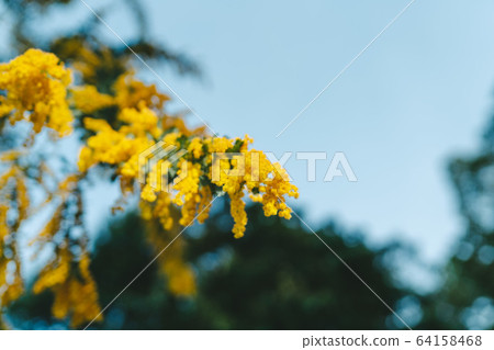 Mimosa from Kyoto Prefectural Botanical Garden 64158468