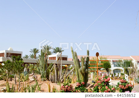 Park with cactus exotic tropical desert against Park with cactus exotic tropical desert against 64158652