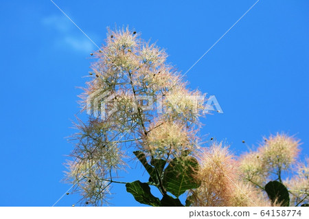 煙樹 煙樹 64158774