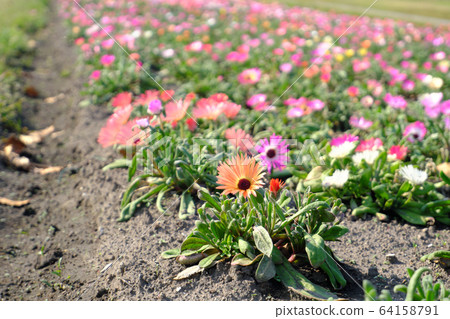 Colorful and cute living stone daisy in full bloom 64158791