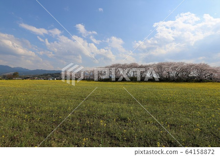 Kyo Fujiwara Competition of flowers and cherry blossoms Kyo Fujiwara Competition of flowers and cherry blossoms 64158872