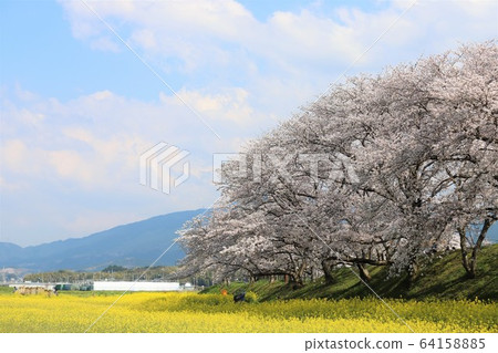 Kyo Fujiwara Competition of flowers and cherry blossoms Kyo Fujiwara Competition of flowers and cherry blossoms 64158885