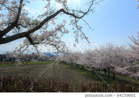 Kyo Fujiwara Competition of flowers and cherry blossoms Kyo Fujiwara Competition of flowers and cherry blossoms 64159001