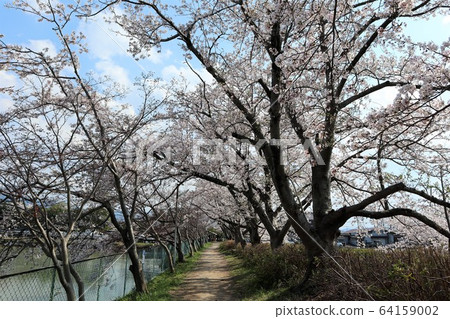 Kyo Fujiwara Competition of flowers and cherry blossoms Kyo Fujiwara Competition of flowers and cherry blossoms 64159002
