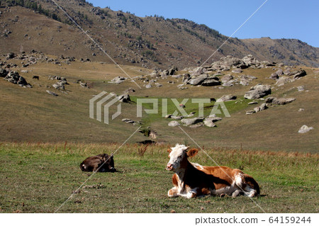 新疆維吾爾自治區北部放牧的奶牛。 2019/8/28 64159244