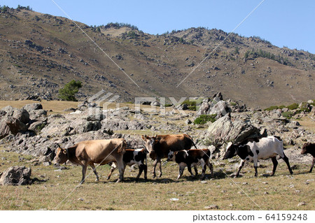 新疆維吾爾自治區北部放牧的奶牛。 2019/8/28 64159248